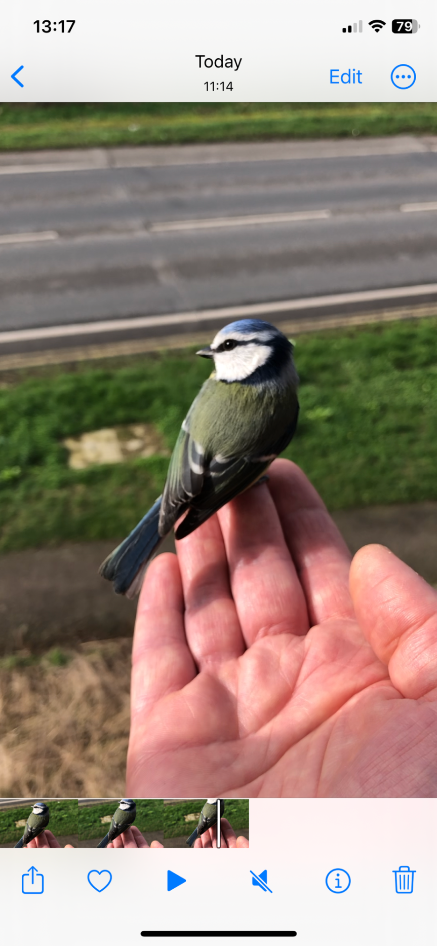 A bird in the hand 2.0